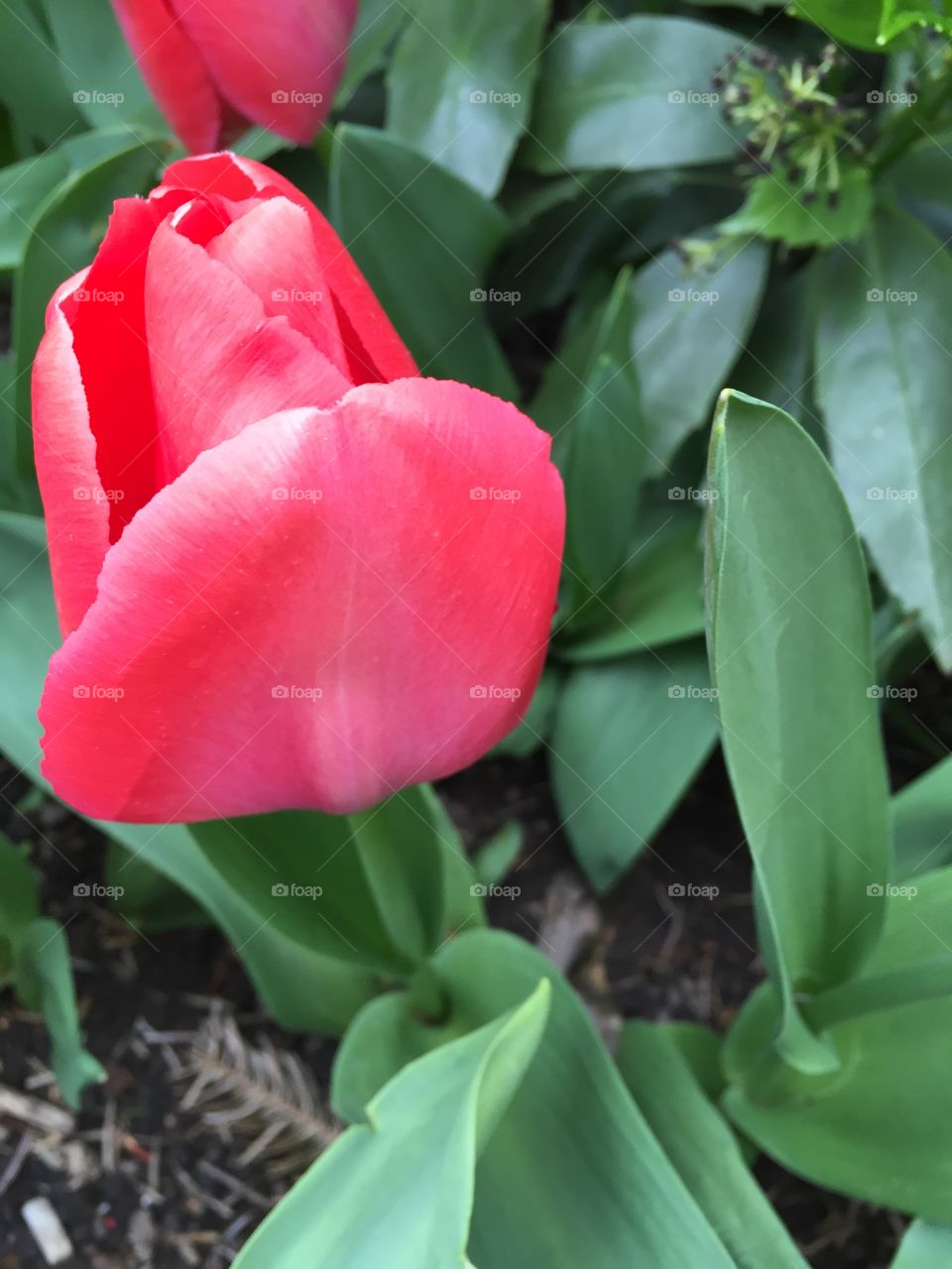 Austrian flowers