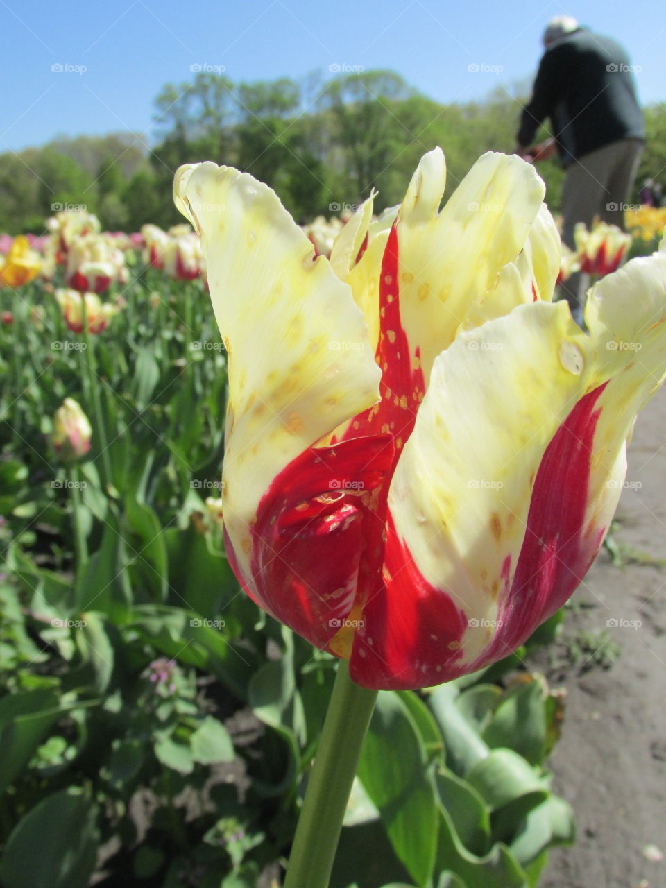 Tulip Time