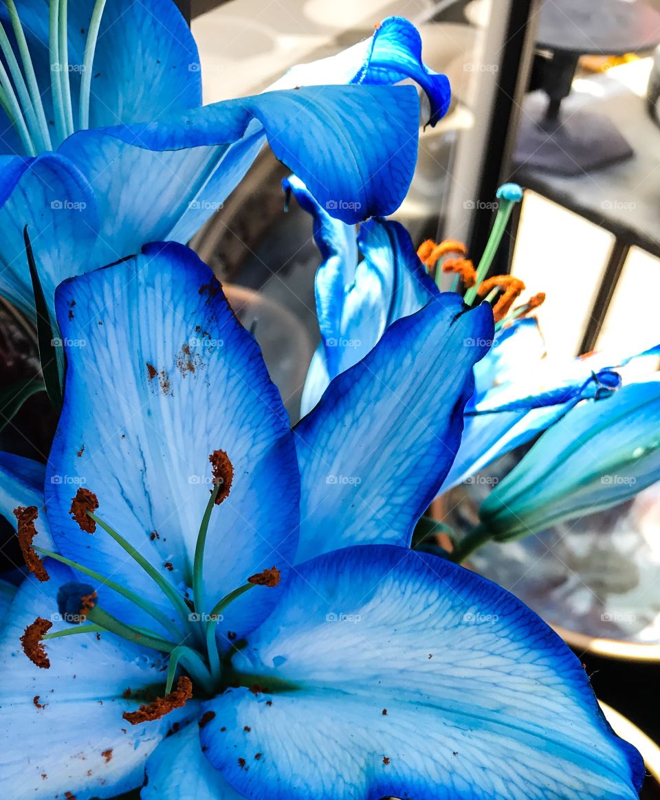 Blue lilies close up