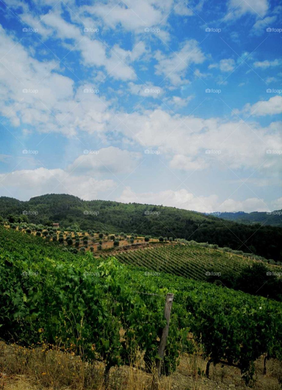 vineyard in Chianti Italy with a cloudy sky
