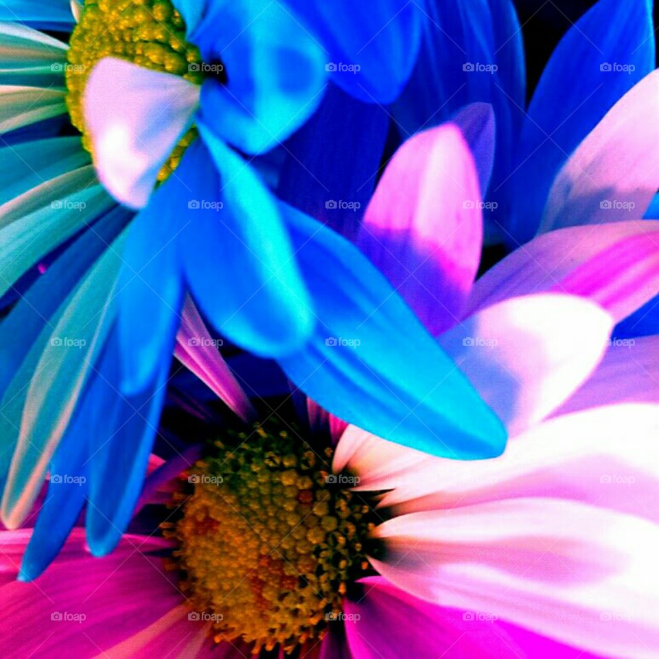 Nature, Flower, Color, Summer, Bright