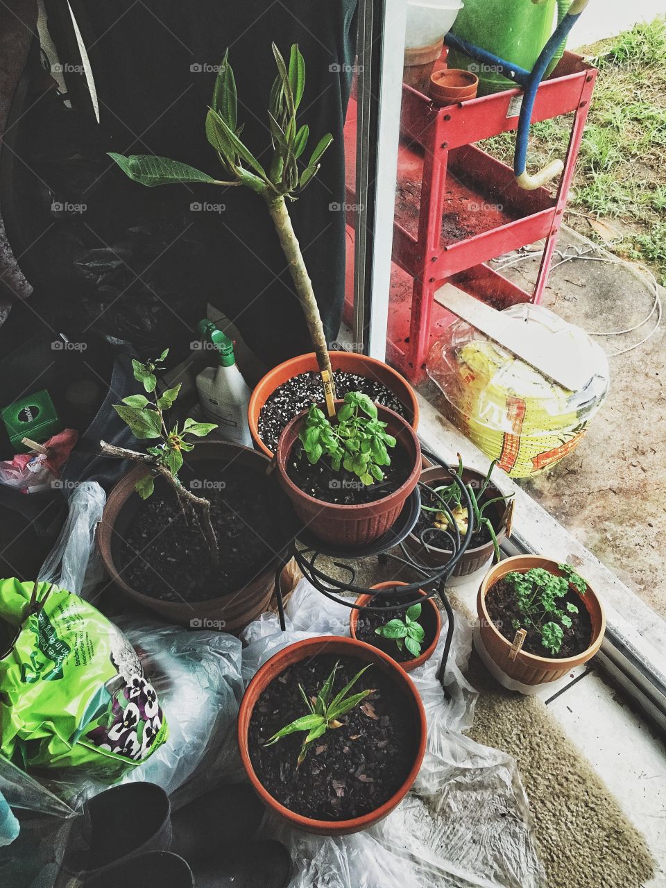 Our inside garden turning happy green! 