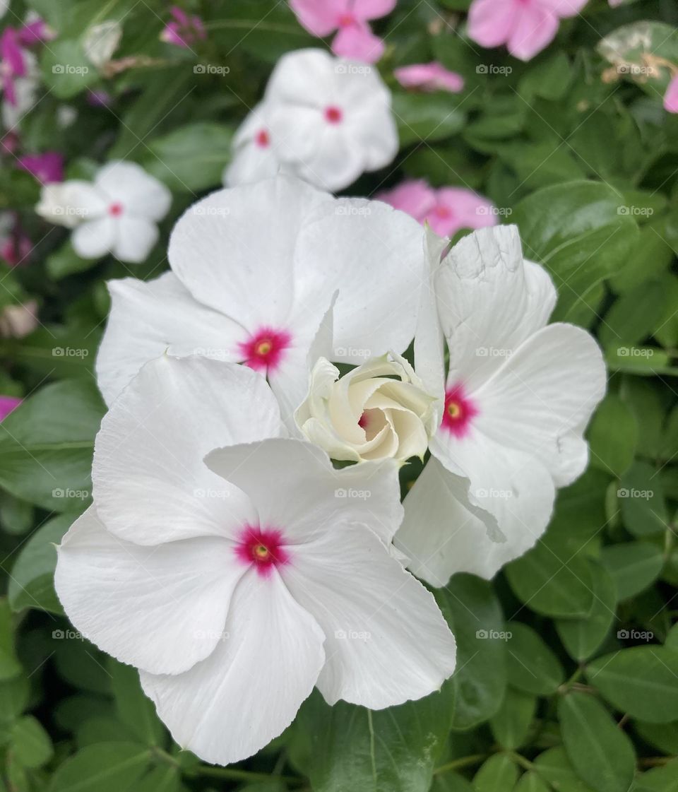 🌹 🇺🇸 Very beautiful flowers to brighten our day.  Live nature and its beauty. Did you like the delicate petals? / 🇧🇷 Flores muito bonitas para alegrar nosso dia. Viva a natureza e sua beleza. Gostaram das pétalas delicadas? 