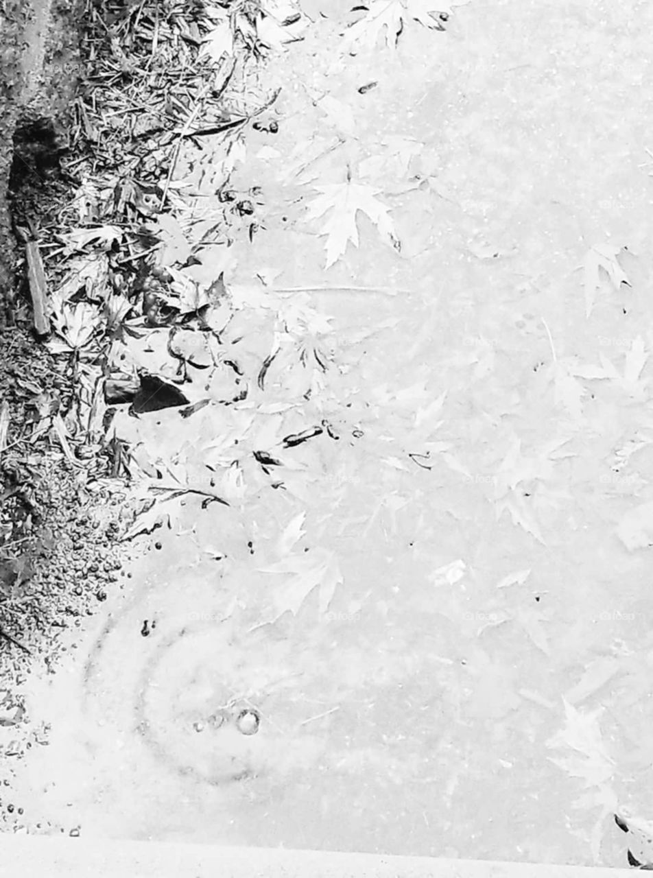 Puddle of leaves