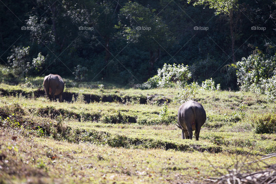 Buffalo in the farm 