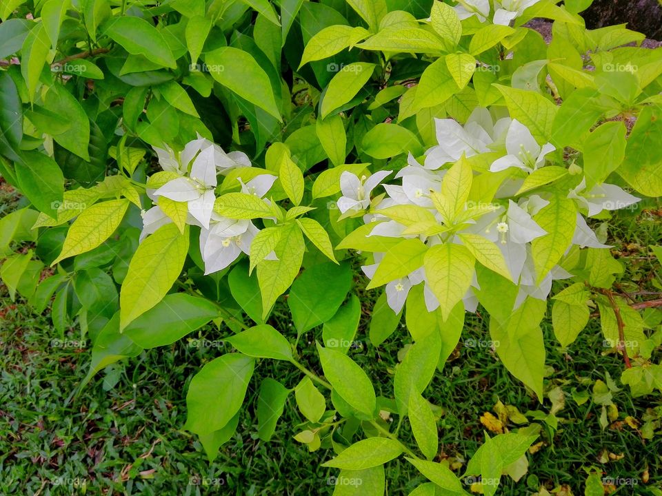 white leaf asian