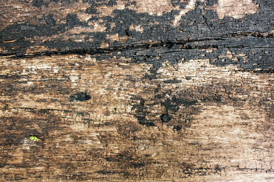 texture of an old rustic tree with peeling and cracked gray paint