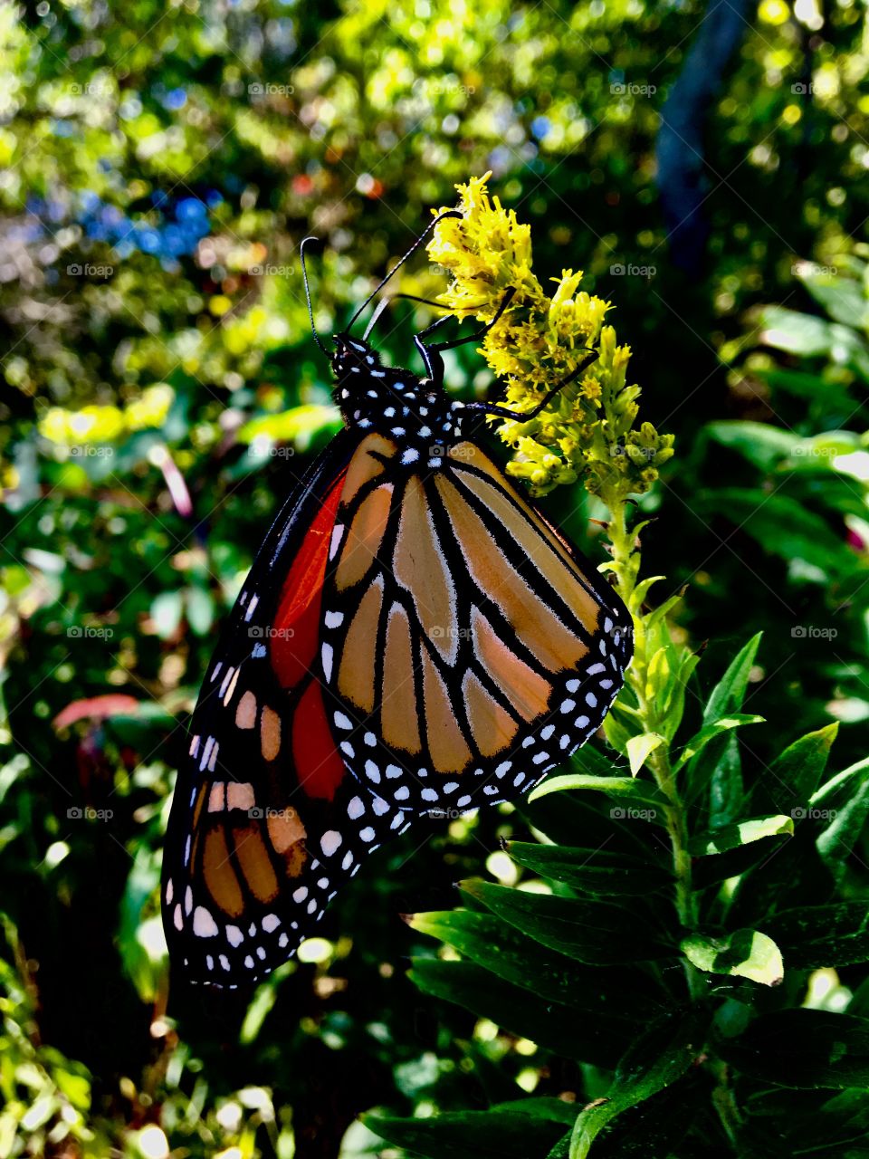 Monarch Butterfly at Hammonasset State Park