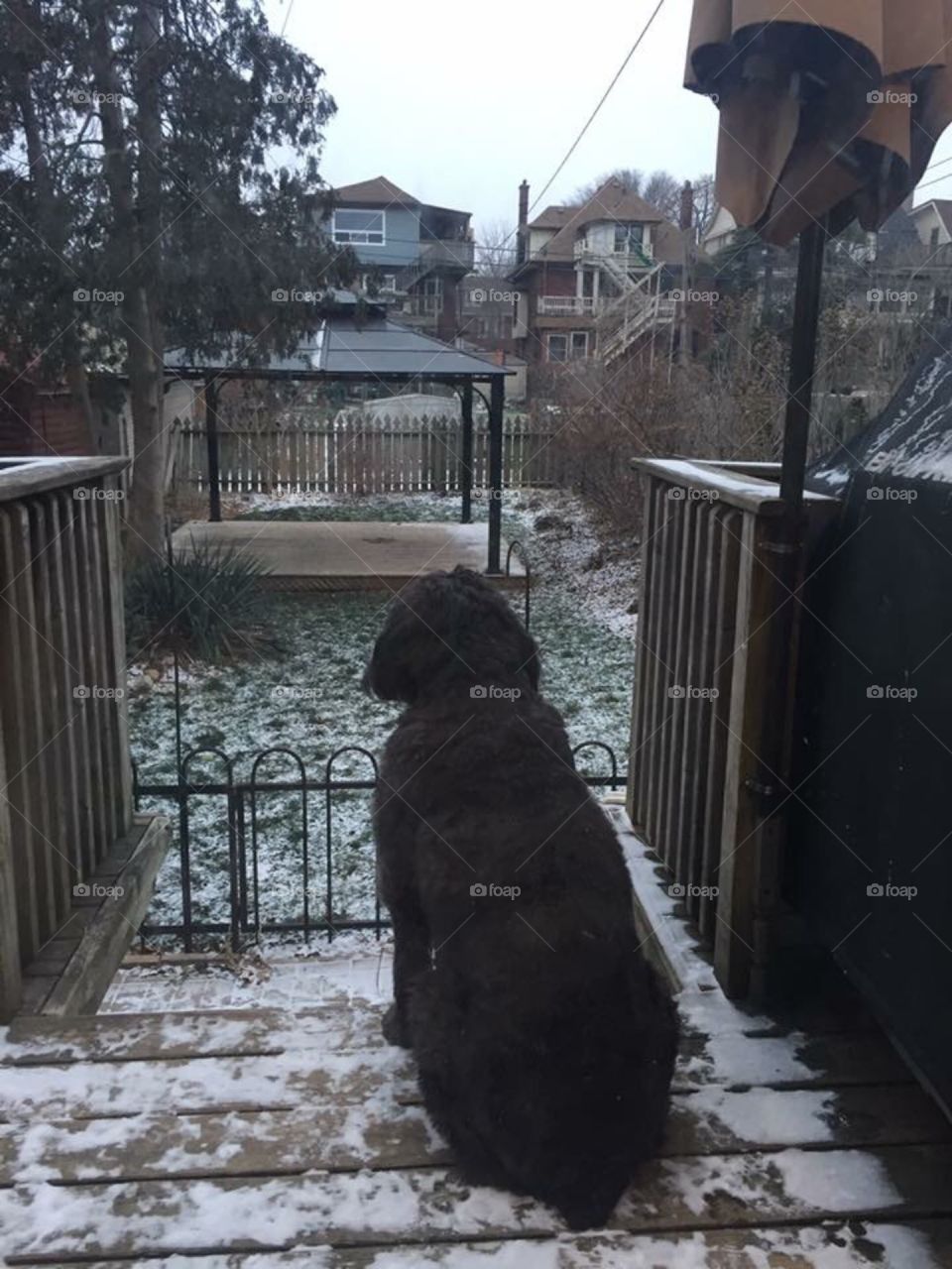 Dog on deck looking into backyard
