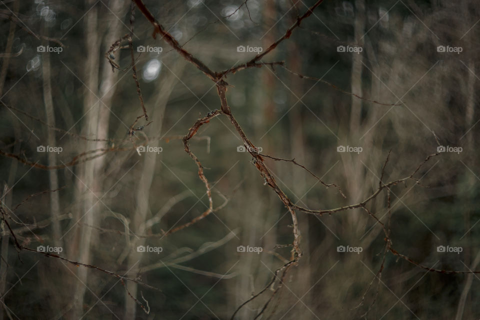 Nature forest details by manual Helios lens