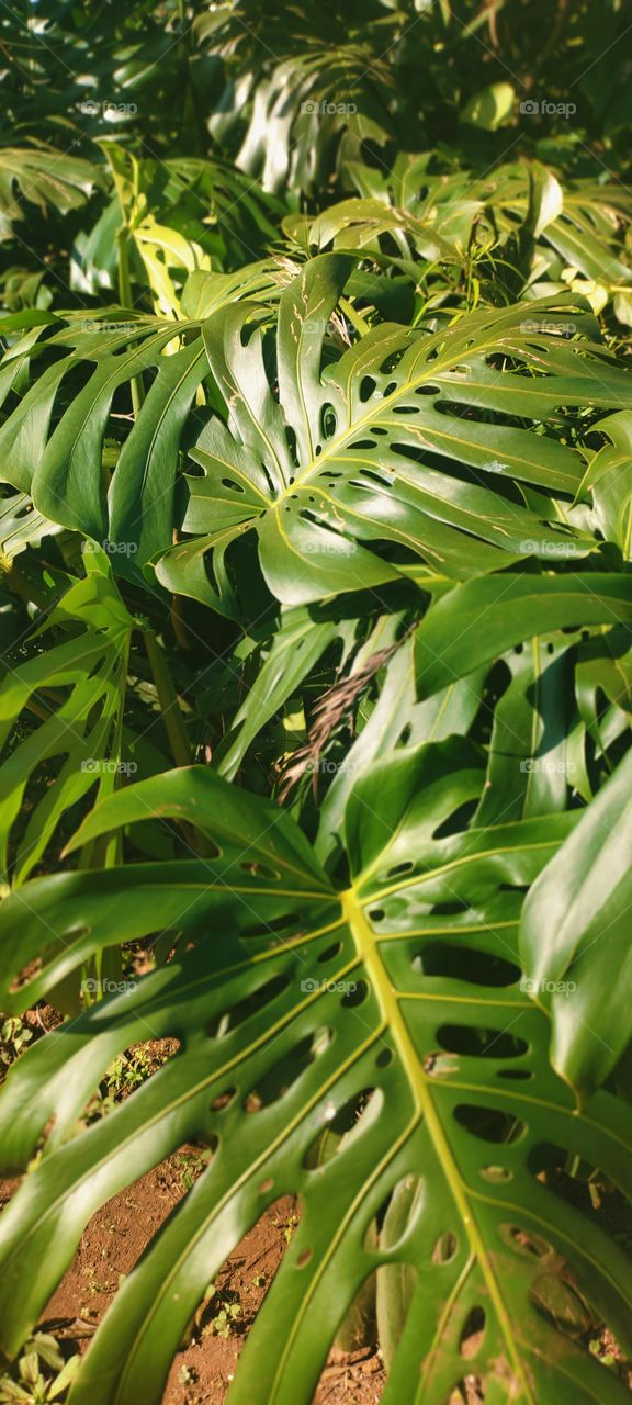 tropical green leaf in summer season
