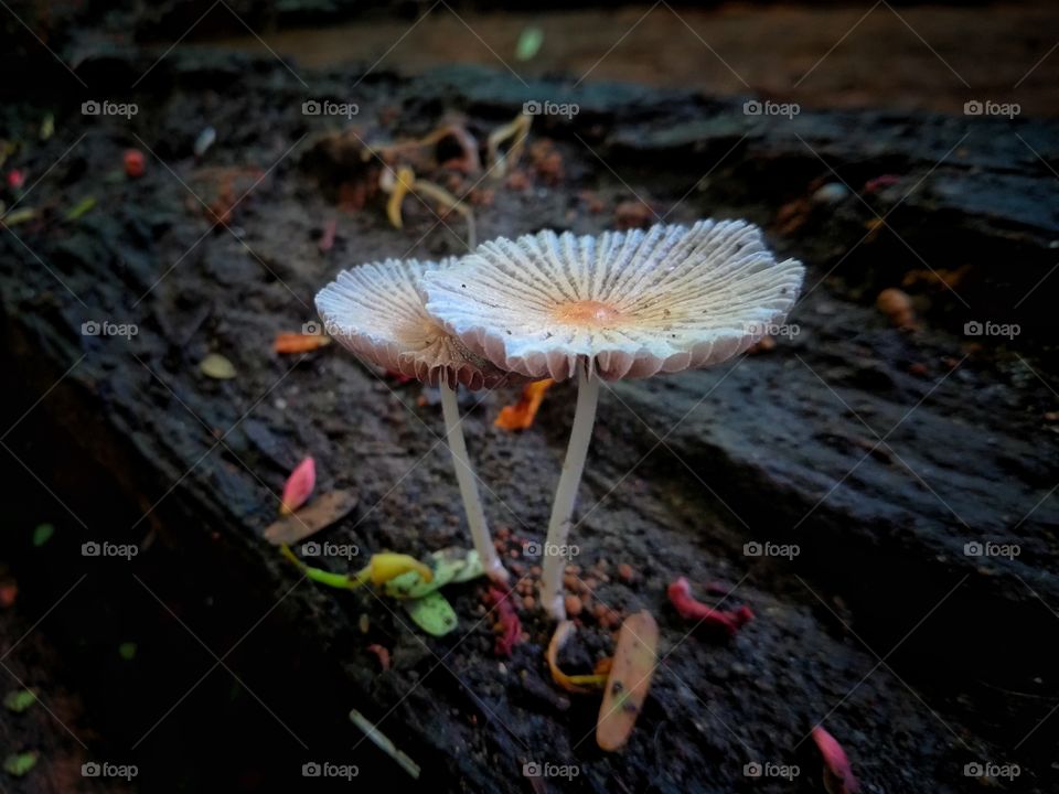 the amezing mushrooms