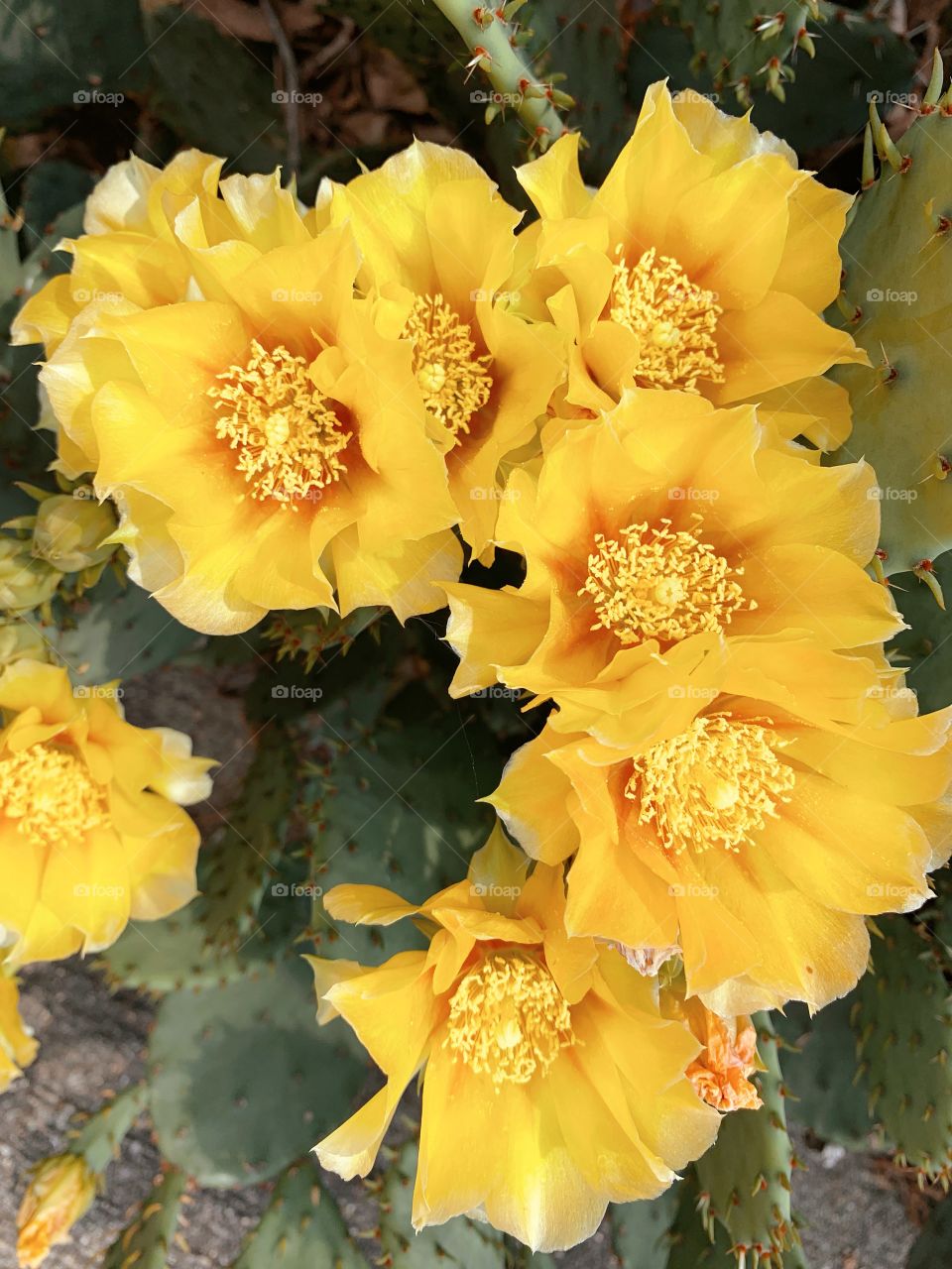 Yellow cactus flower