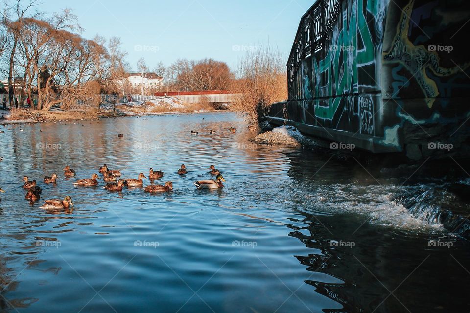 Cute ducks