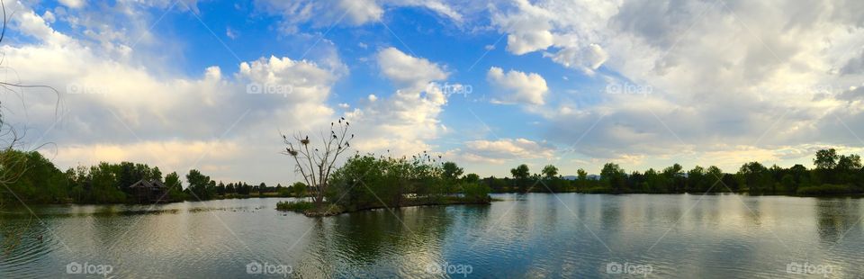 Cormorants nesting ground