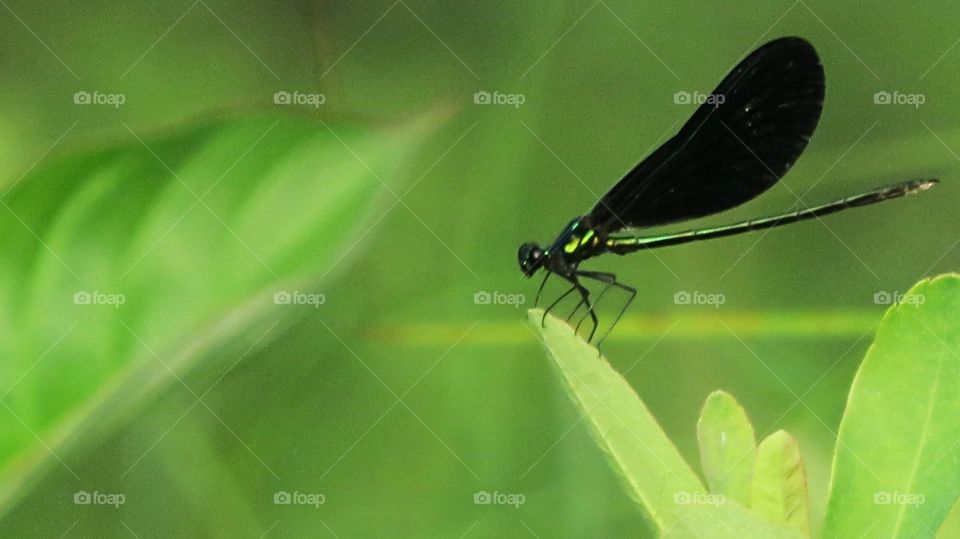 Dragonfly so small and Delicate