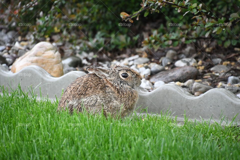 bunny in grass by garden
