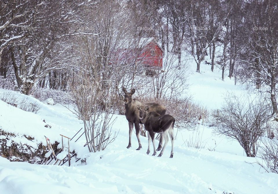 Two elks. 