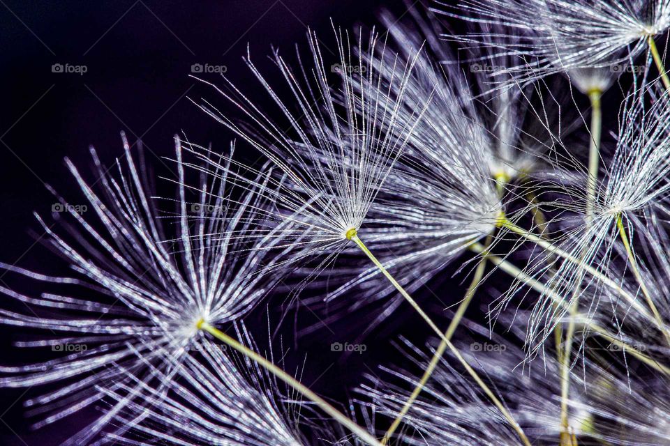 Dandelion