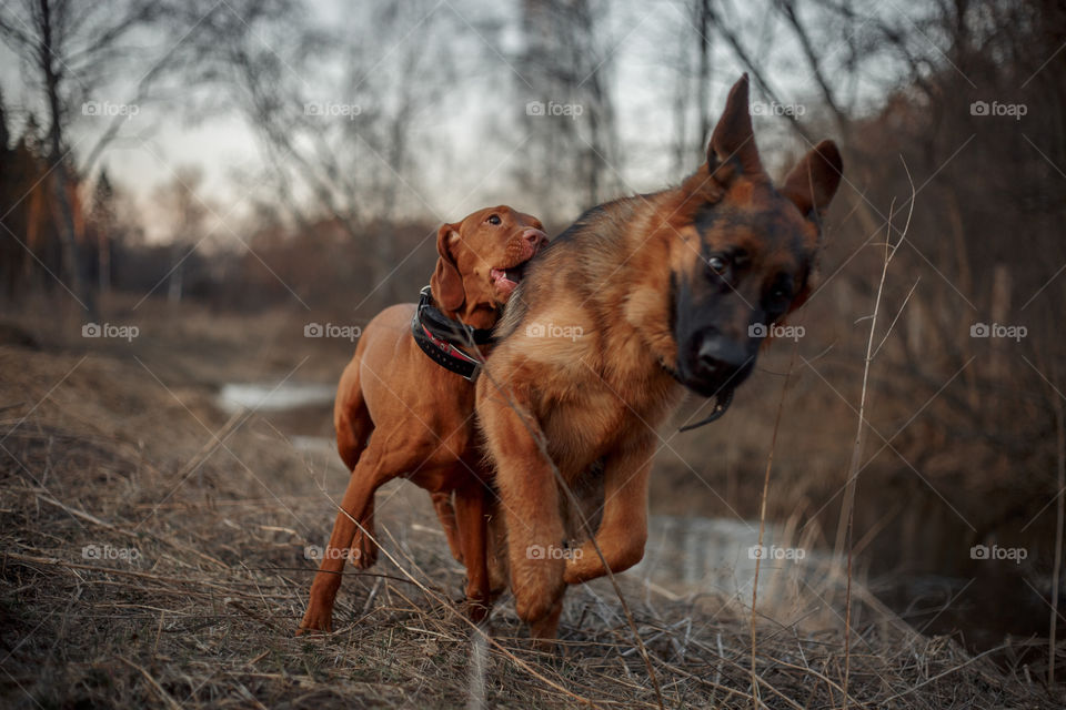 German shepherd young male dog playing with Hungarian vizsla dog outdoor at a spring evening