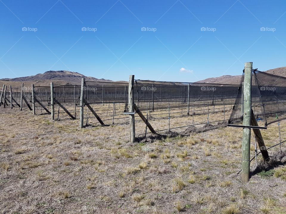 mountain vineyard