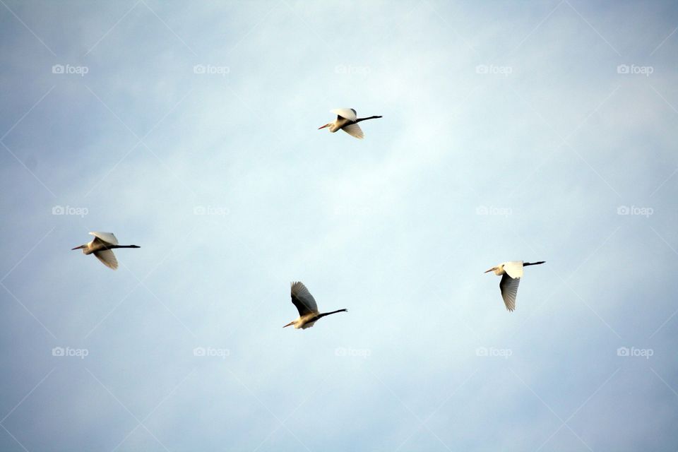 Flying flock of herons