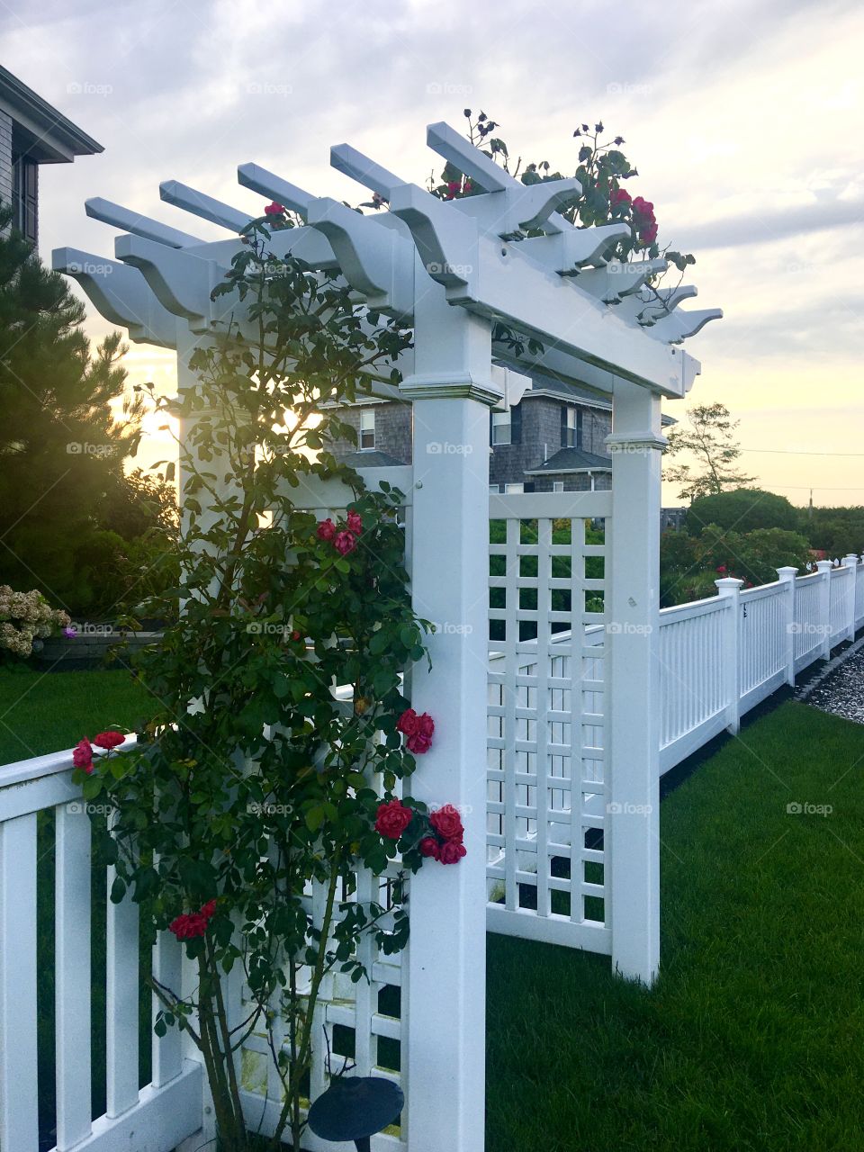 White fence and trellis with rose bush, sunset.  August 2020