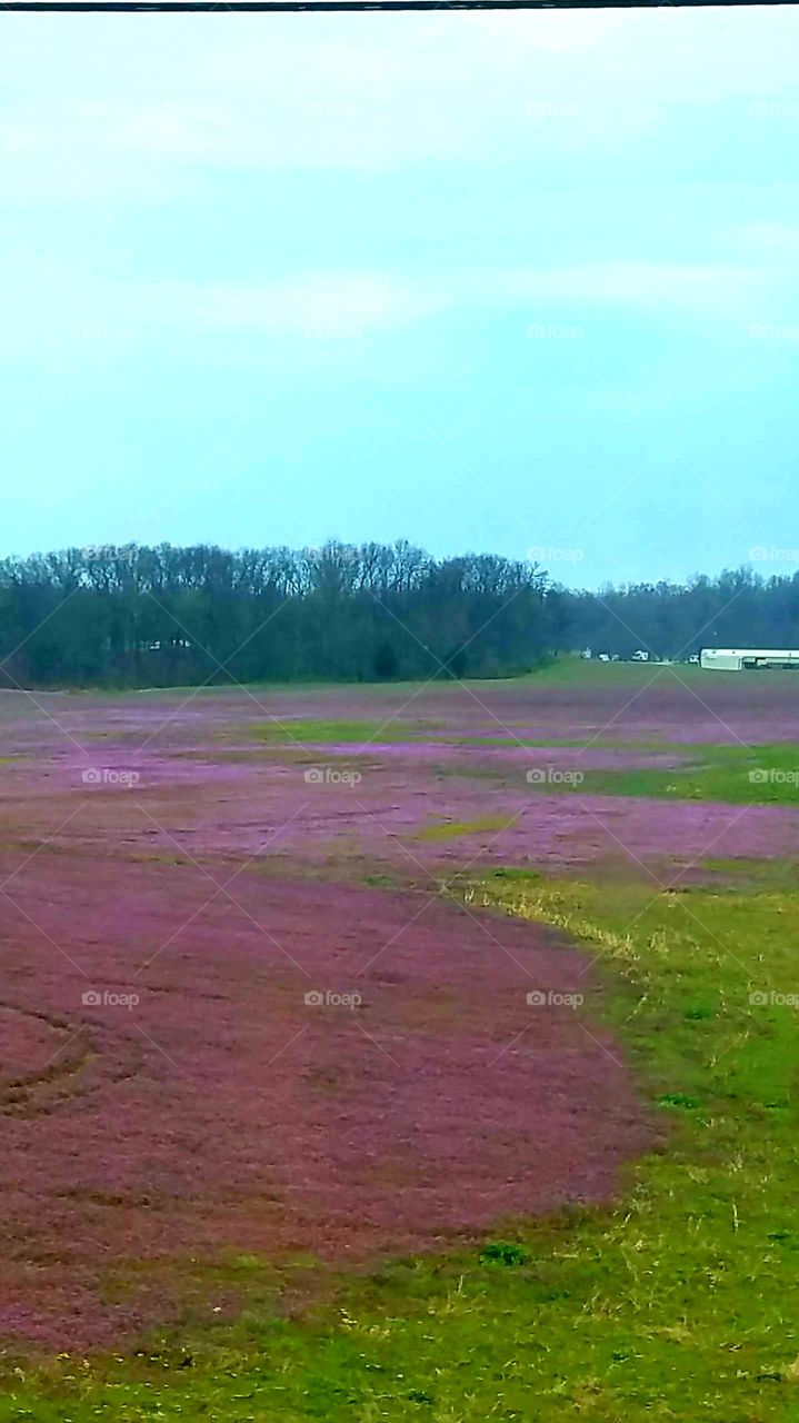 field with purple flowers in Kentucky