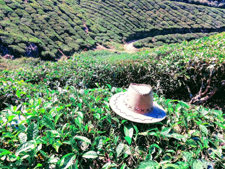 tea plantation