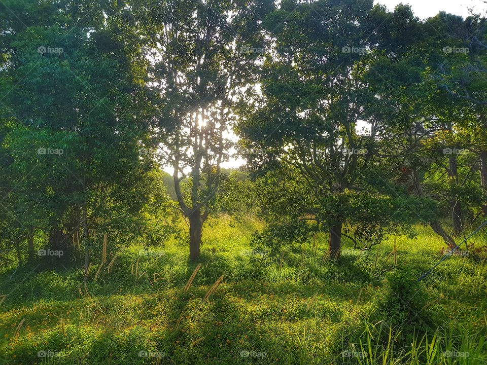sunset in the paddock aroun