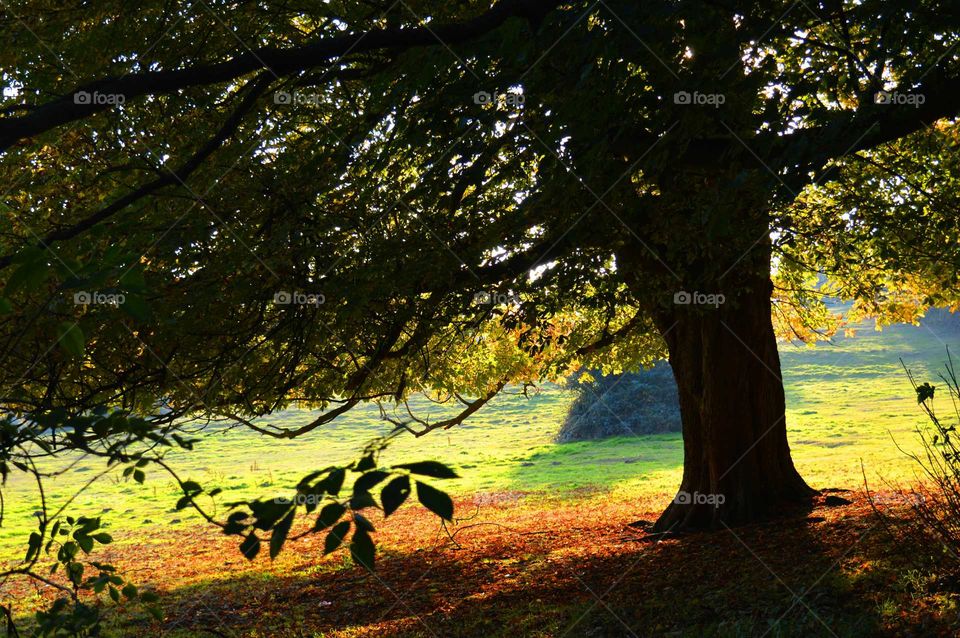 autumn colors