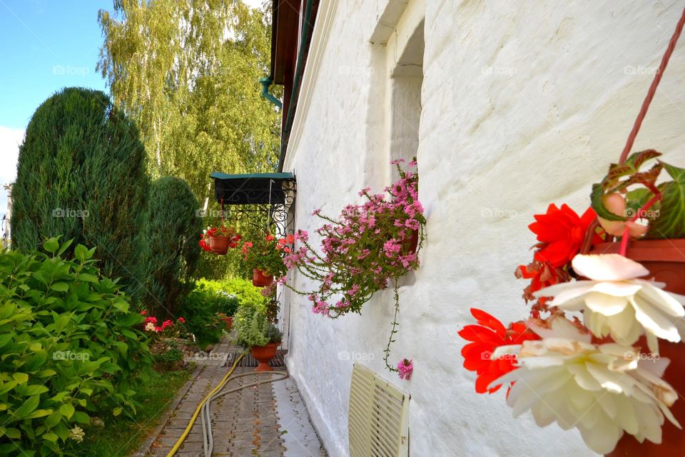 the white wall of the house outside is dotted with red pink and white flowers. white brick wall painted with lime. at the entrance and on the windowsill there are flower pots.
