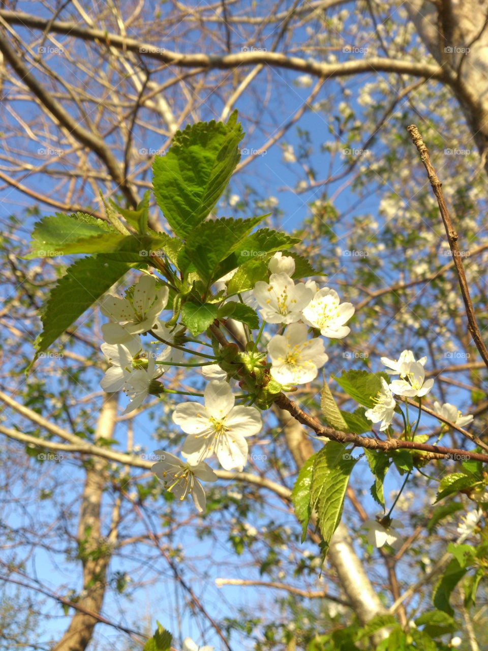 cherry tree blossom