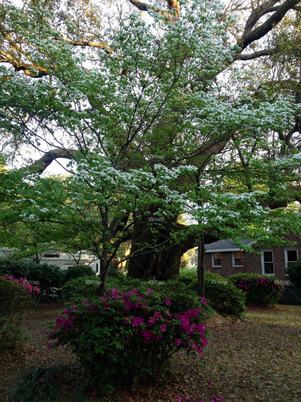 Spring under the Oak