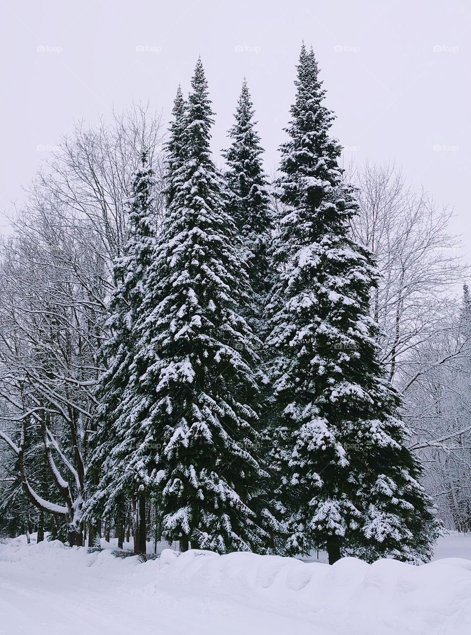 Winter time ❄️ Trees 🌲 Snow ❄️