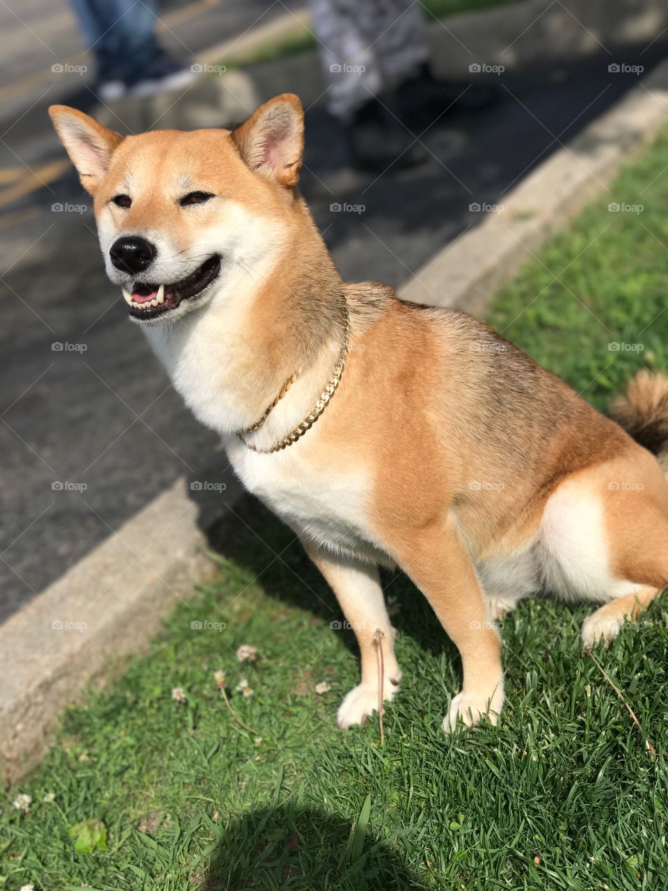 Shiba inu loves spring time and gold chains 