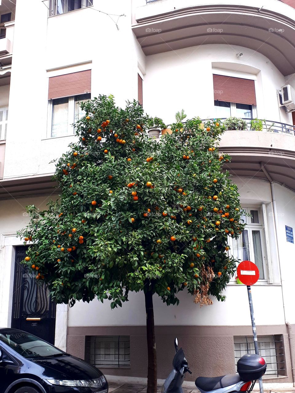 Orange tree in the city