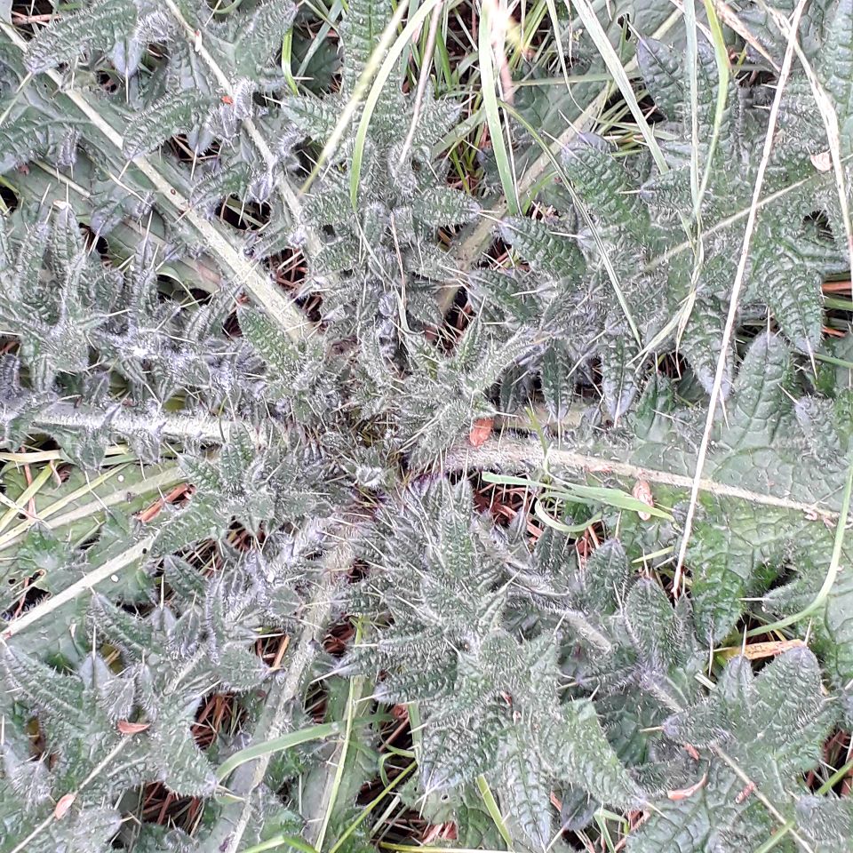 rosette of thistle leaves