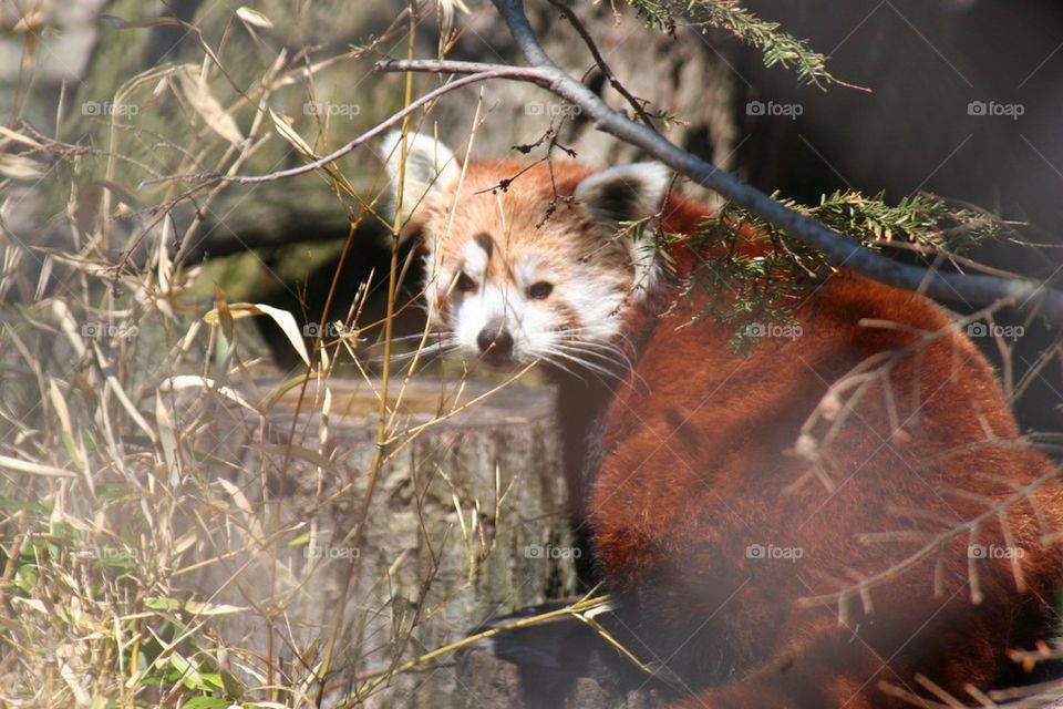 Close-up of red panda