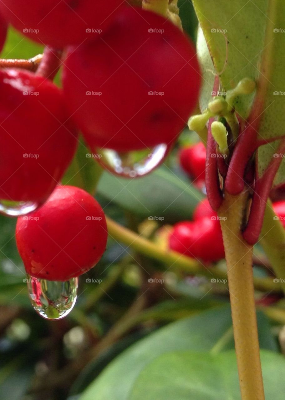 Wet berries