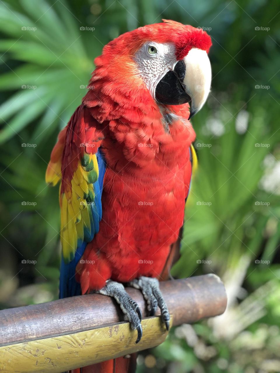 Guacamayo in Mexico 