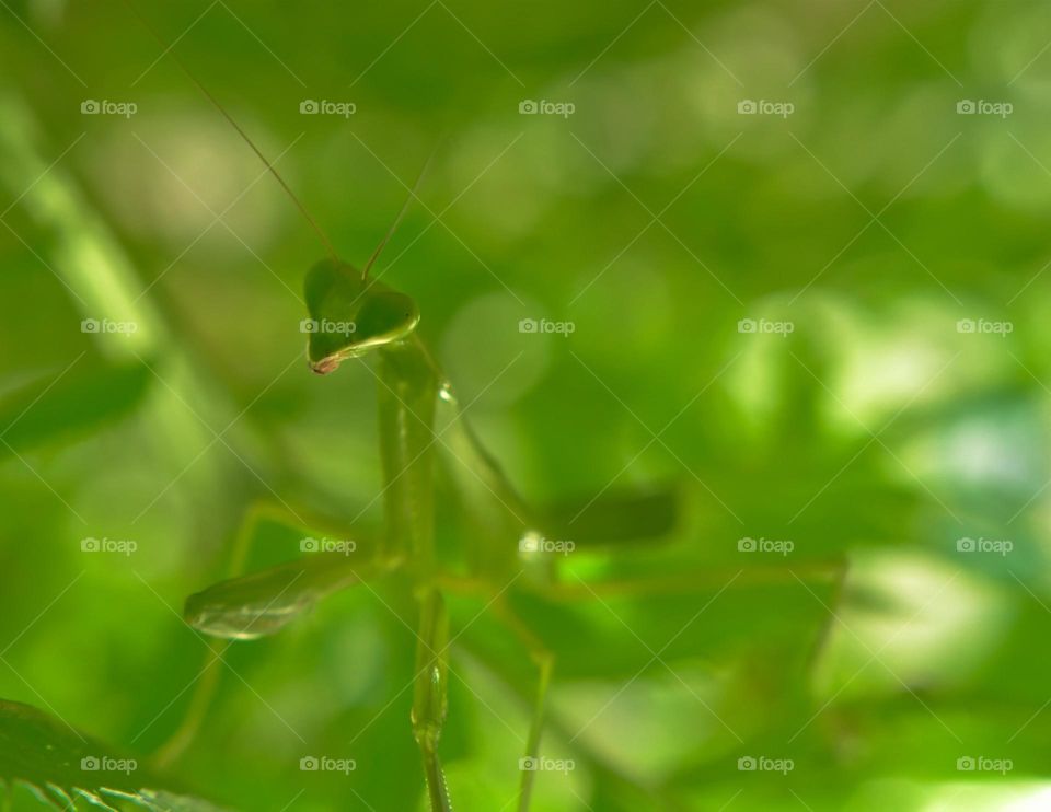 triangle head shape of green praying mantis