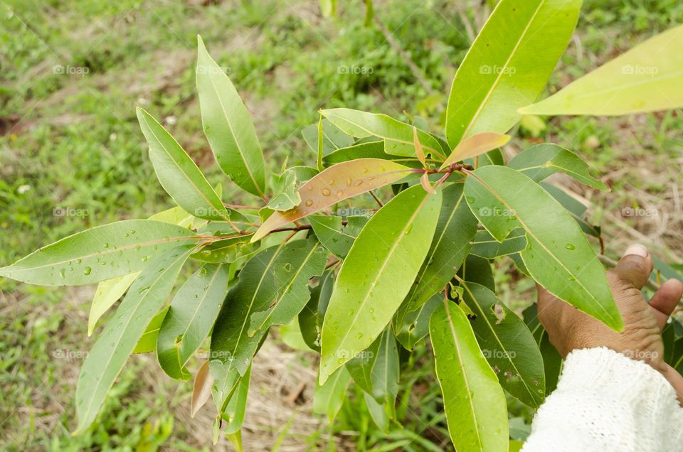 Jamun Tree Leaves