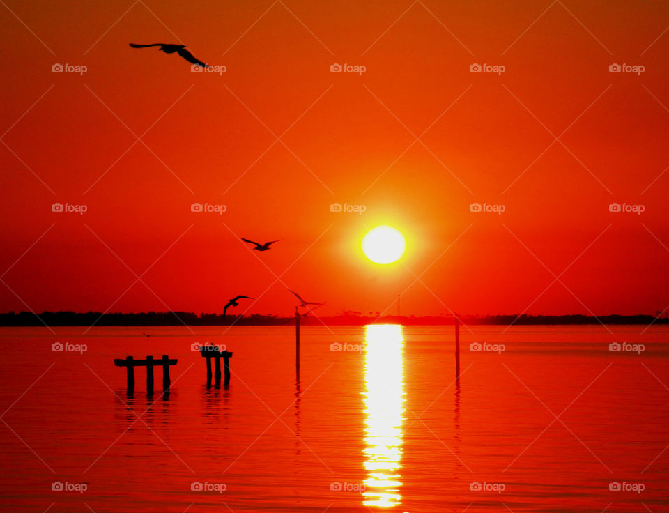 Captivating Illuminating Sunrays!
It is a dazzle with splendor and a soul-swelling experience to capture brilliant sunrays! Between the gaps in the forests canopy and the tall grasses, lances of molten gold beams splash through the atmosphere and onto the earth!