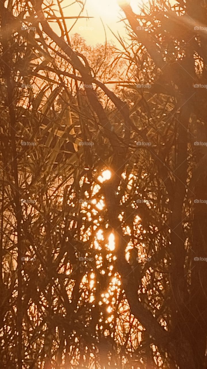 I knew that the super clear sky wasn’t going to produce a gorgeous sunset. No clouds so I went to the Sun for this Pic where the sunlight and windy water waves produced sparkles shining through the Cat Tail grasses. 