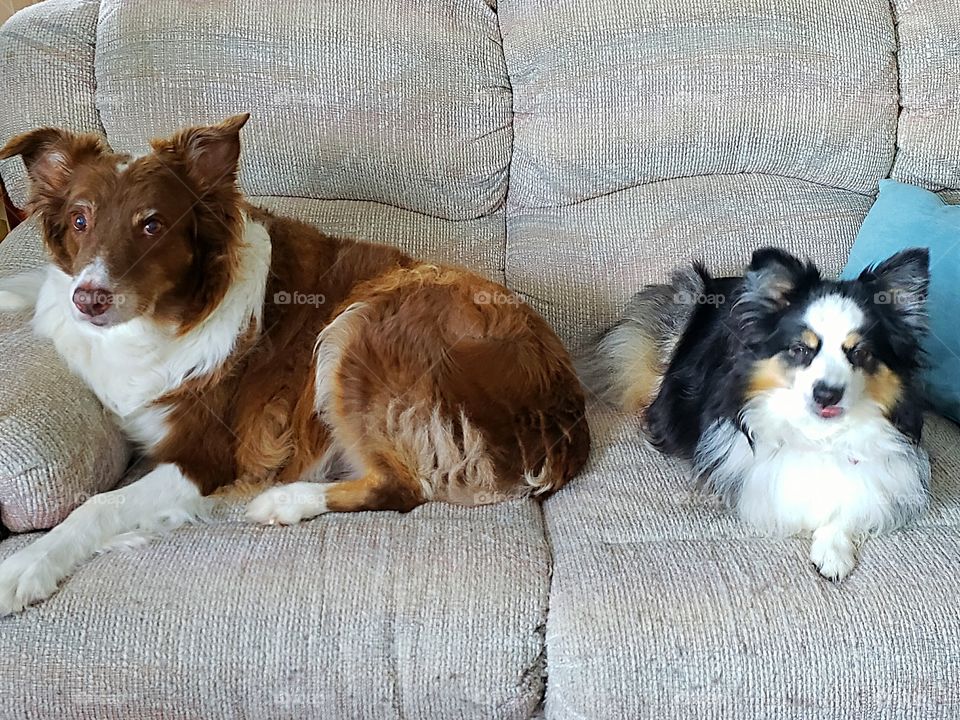two Australian Shepherds on the couch