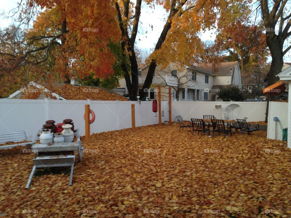 Fall, Bench, Tree, Seat, Park