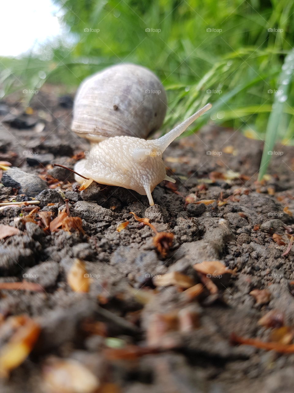 Snail on the ground