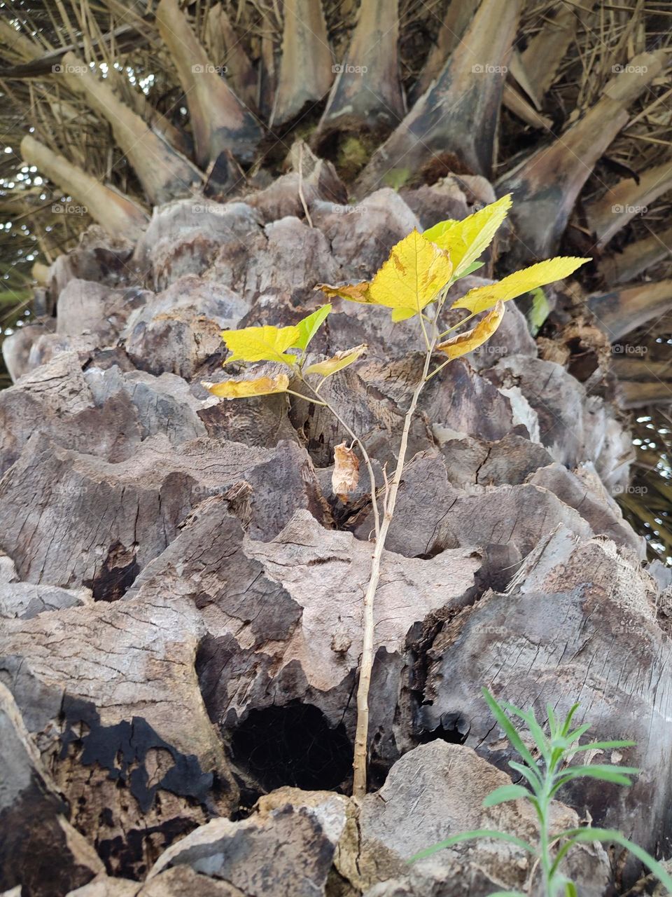 Tree growing out of a tree