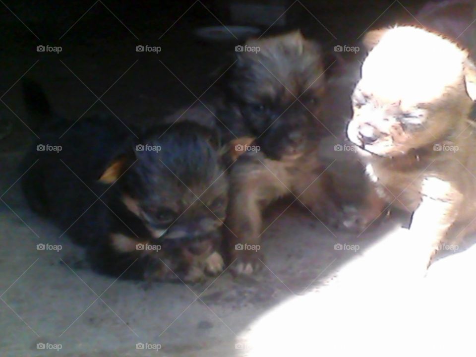 Красотульки